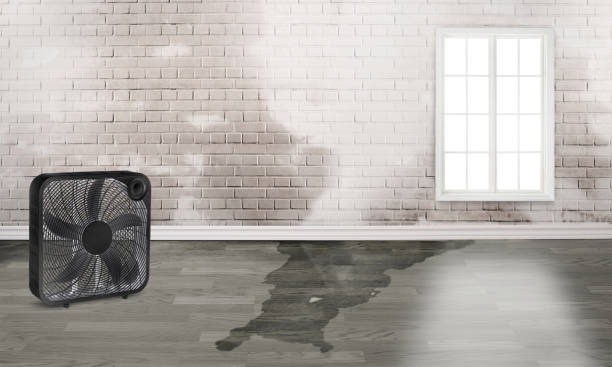 Best Flood damage cleanup  in East Chicago, IN